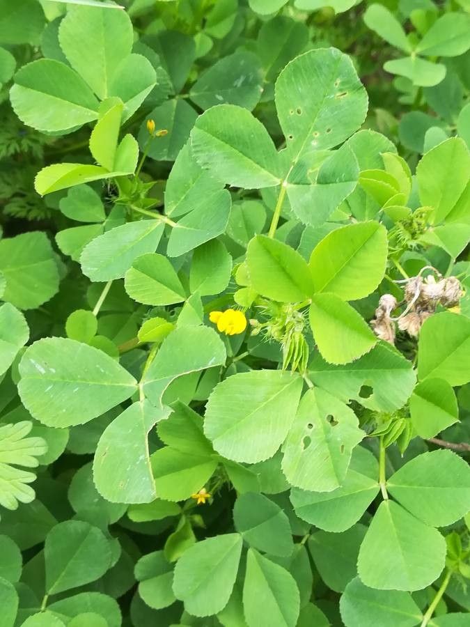Medicago coronata