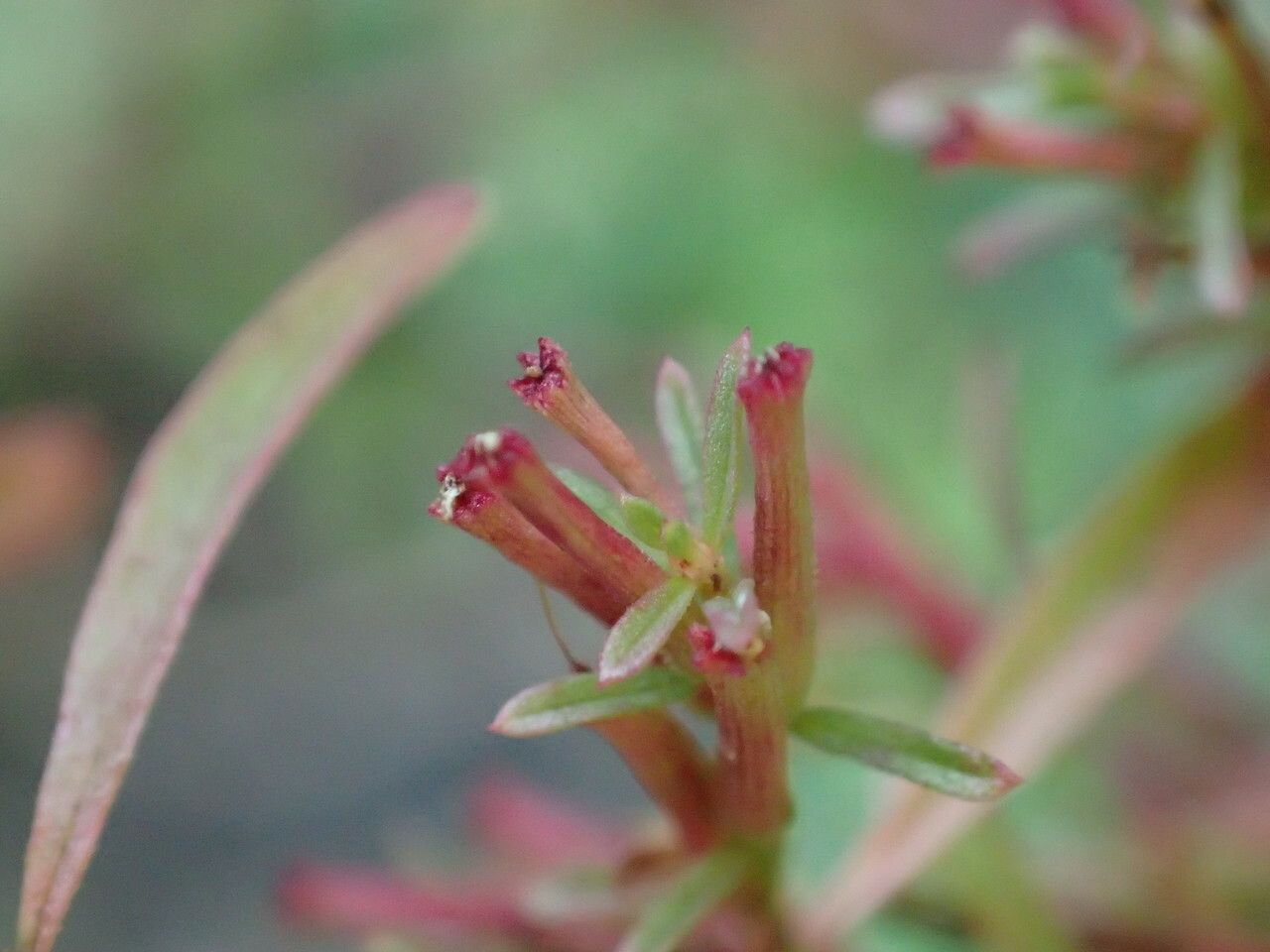 Lythrum tribracteatum fruit