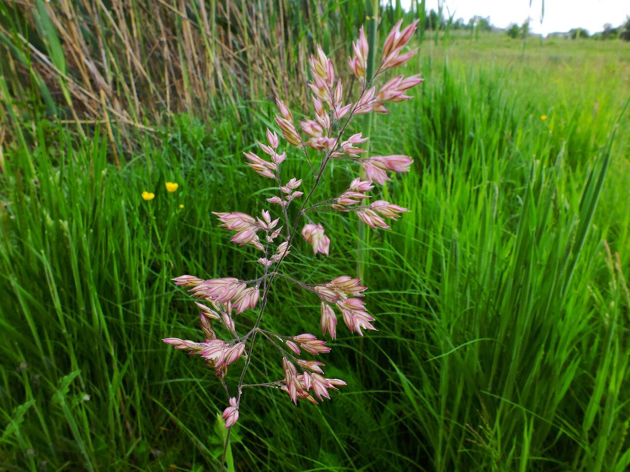 Holcus mollis flower