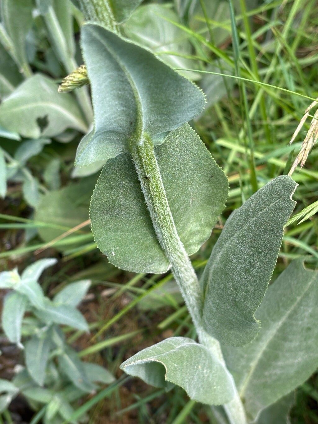 Senecio altissimus leaf