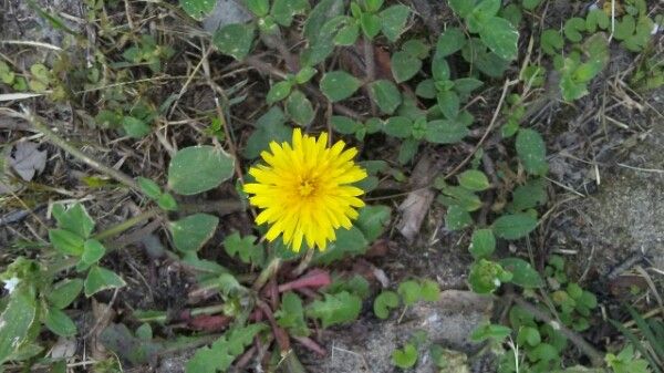 Senecio taraxacoides — houseplant care guide