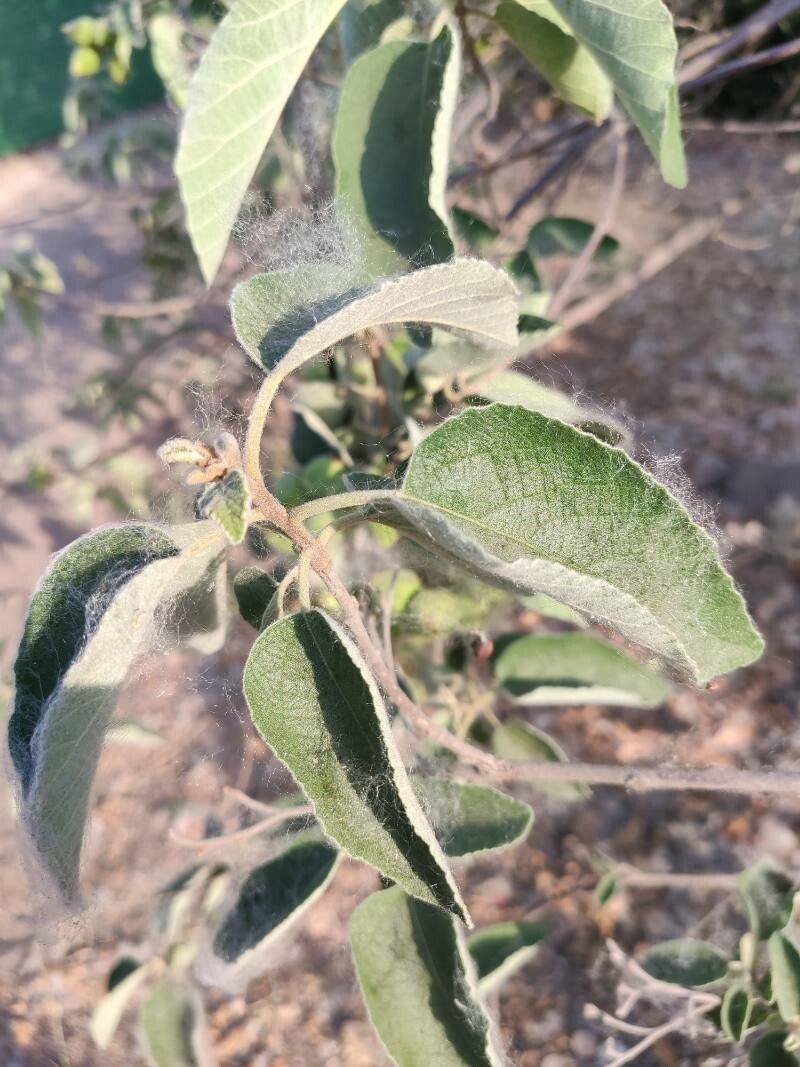 Cordia boissieri leaf
