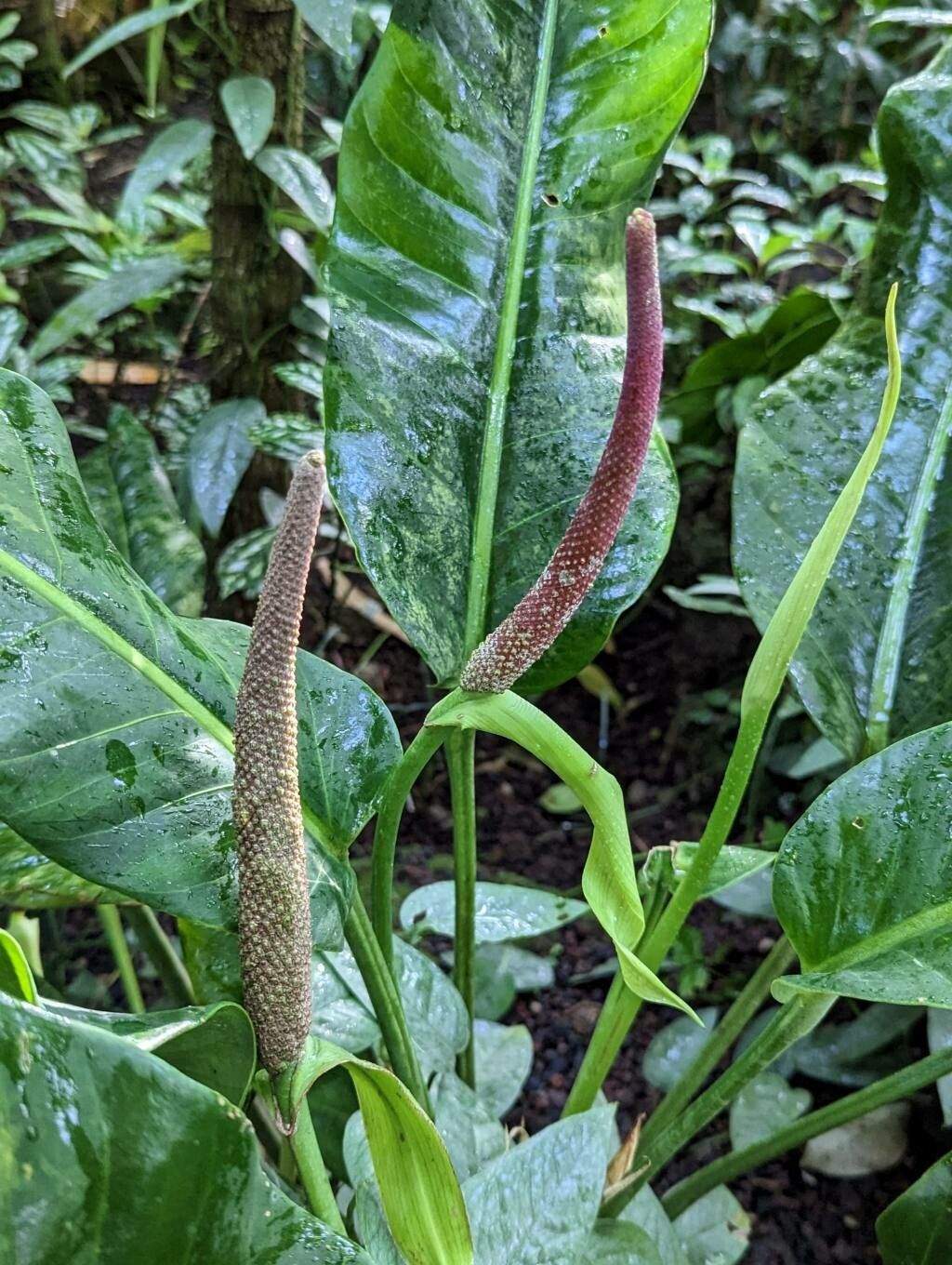 Anthurium martianum flower