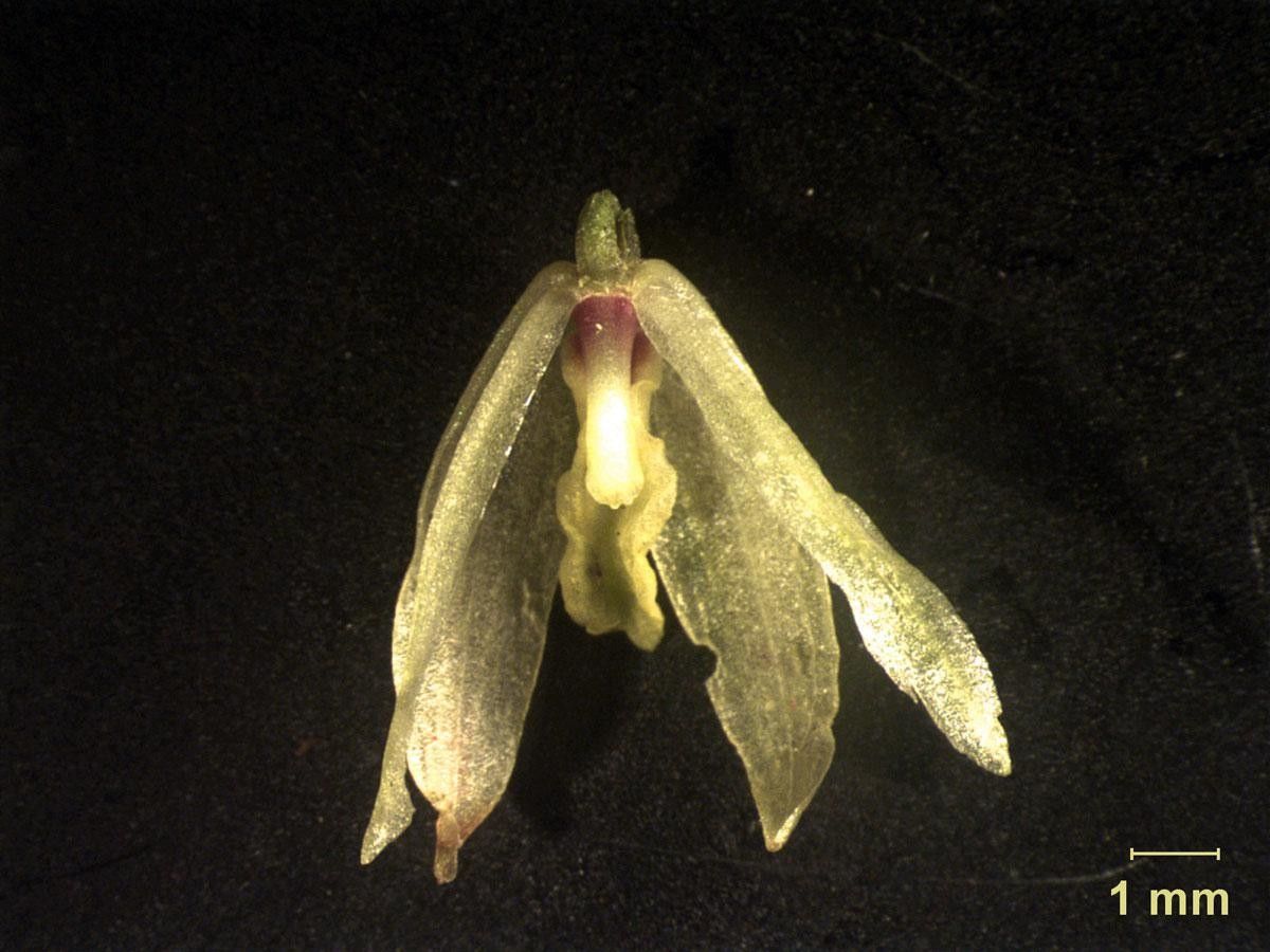 Octomeria graminifolia other