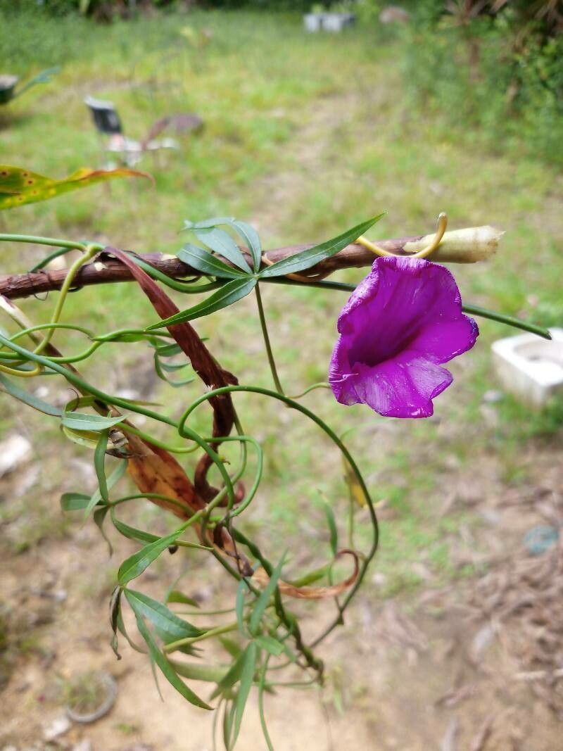 Ipomoea subrevoluta flower