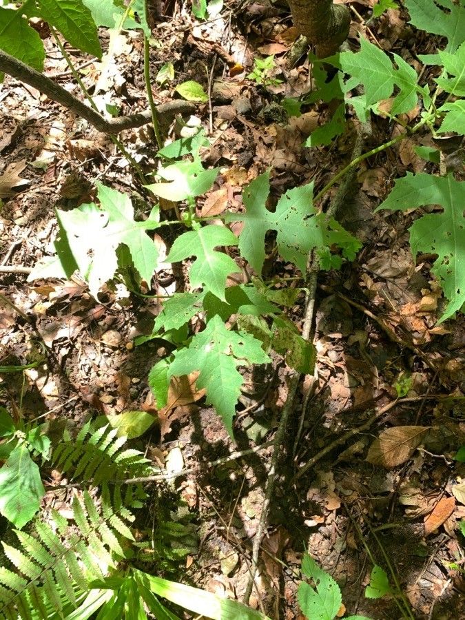 Polymnia canadensis leaf
