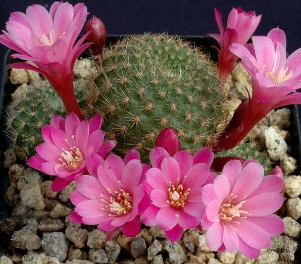 Aylostera perplexa habit