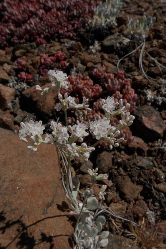 Eriogonum strictum habit