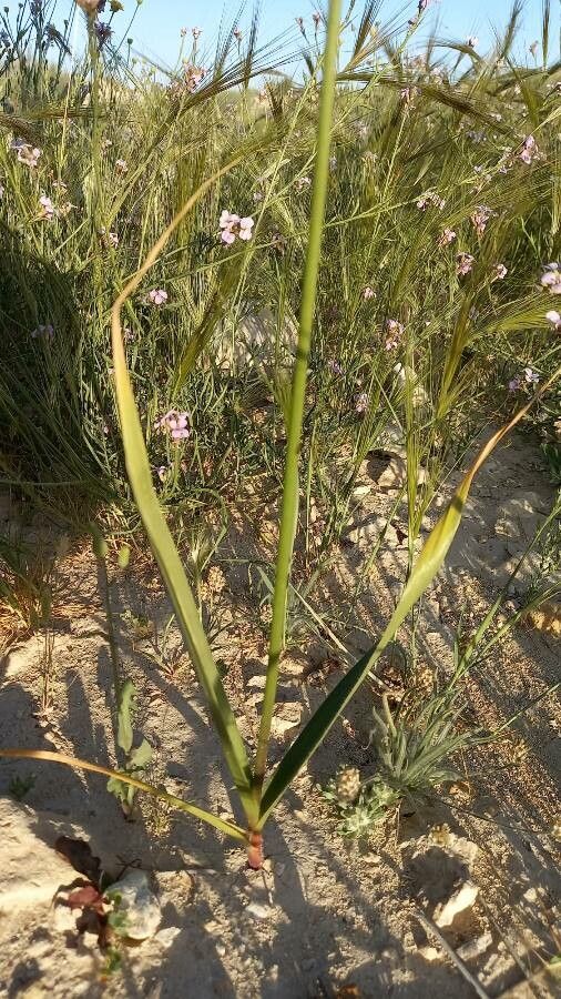 Allium atroviolaceum — search result for 'Allium'