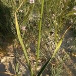 Allium atroviolaceum