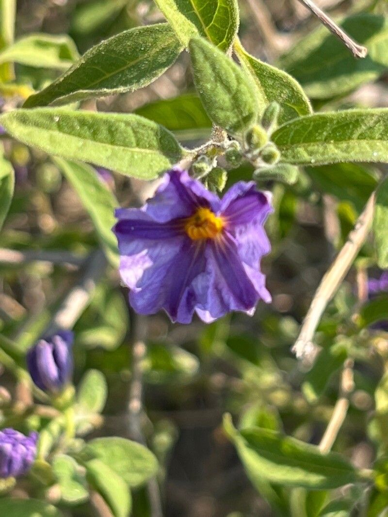 Lycianthes lycioides flower