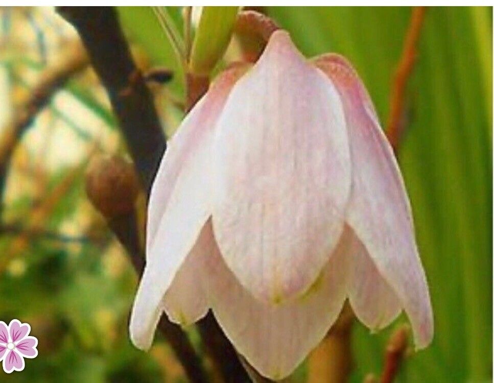 Fritillaria yuminensis — search result for 'Fritillaria'