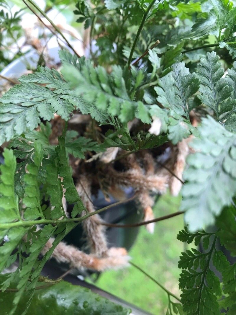 Davallia tyermannii — search result for 'Davallia'