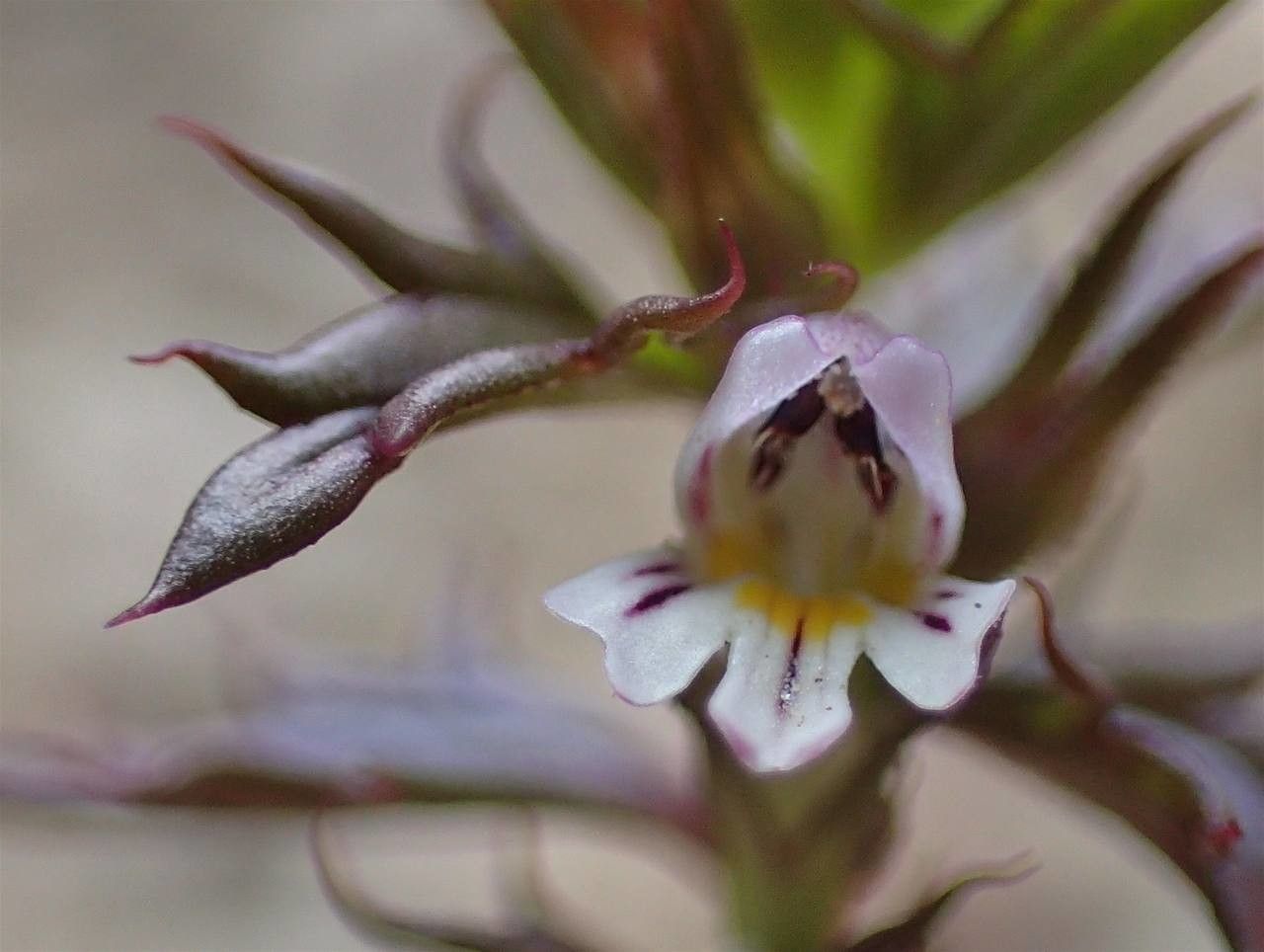Euphrasia salisburgensis flower