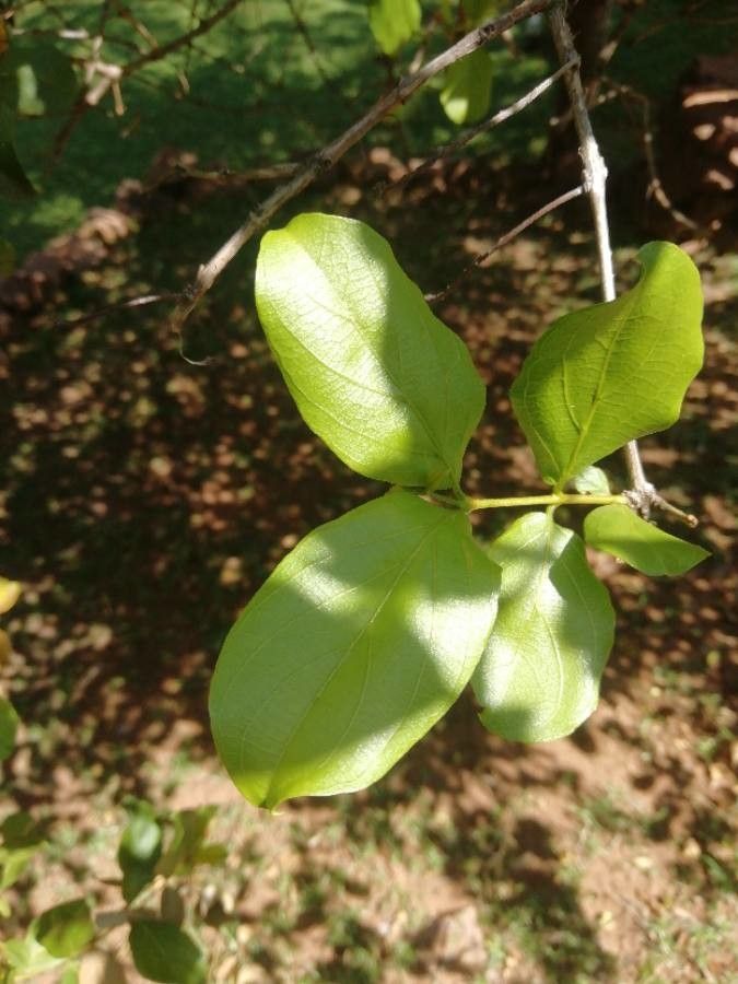Combretum apiculatum leaf