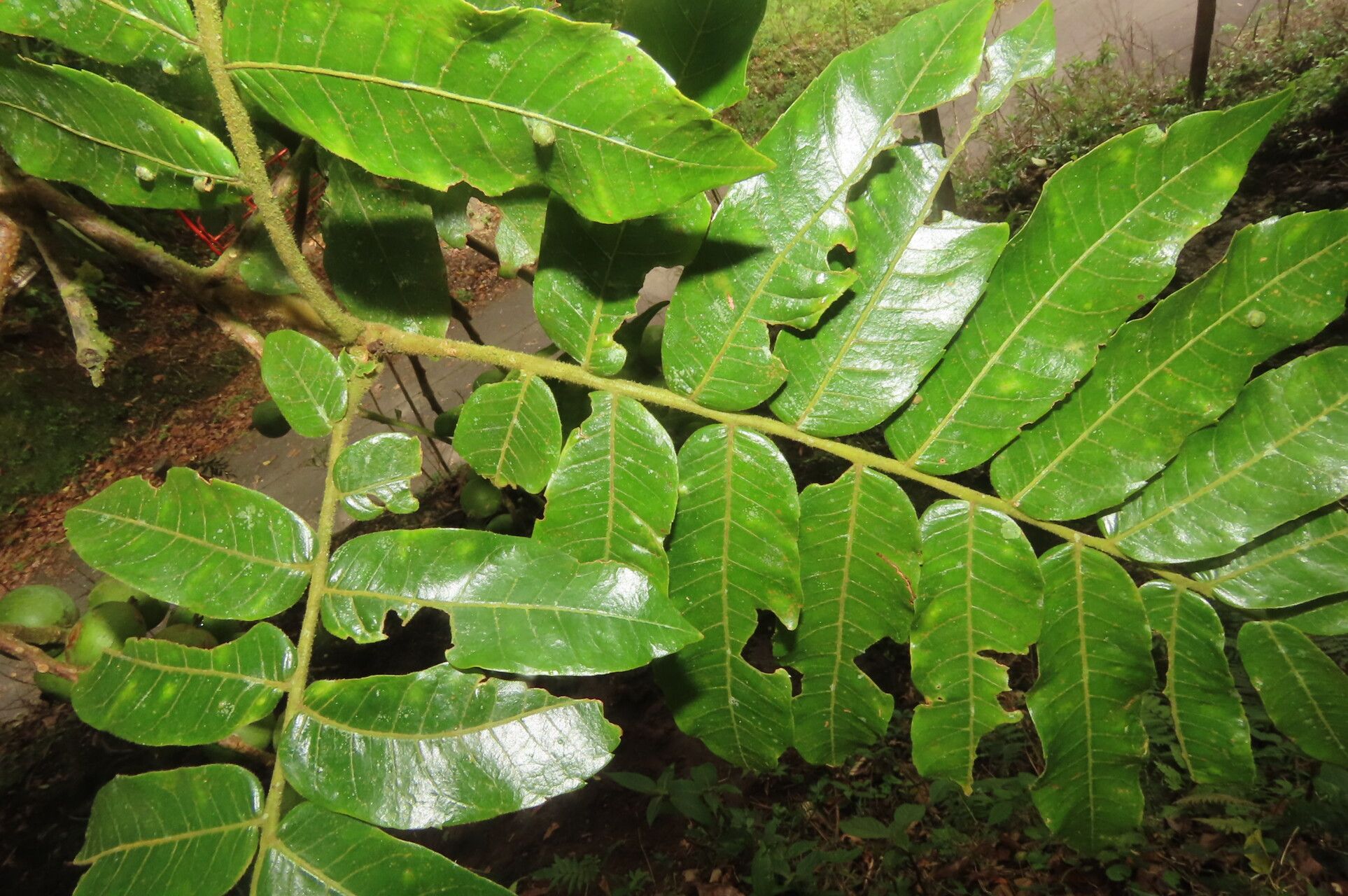 Alfaroa costaricensis — related species from the same genus