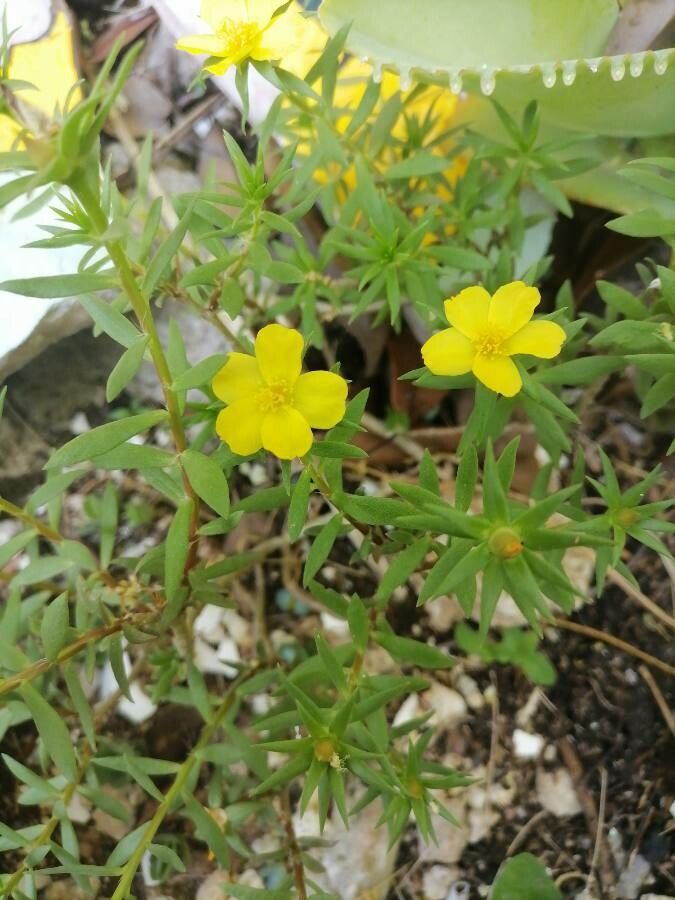 Portulaca rubricaulis leaf