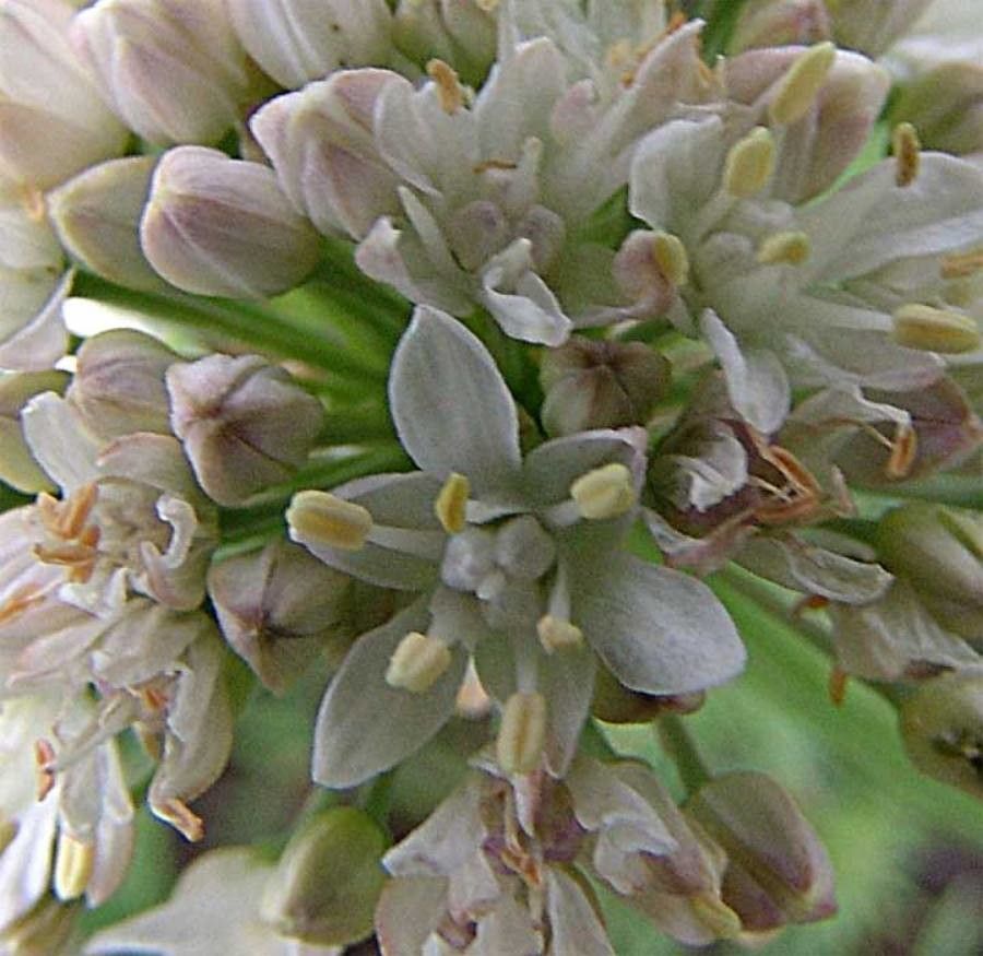 Allium denudatum flower