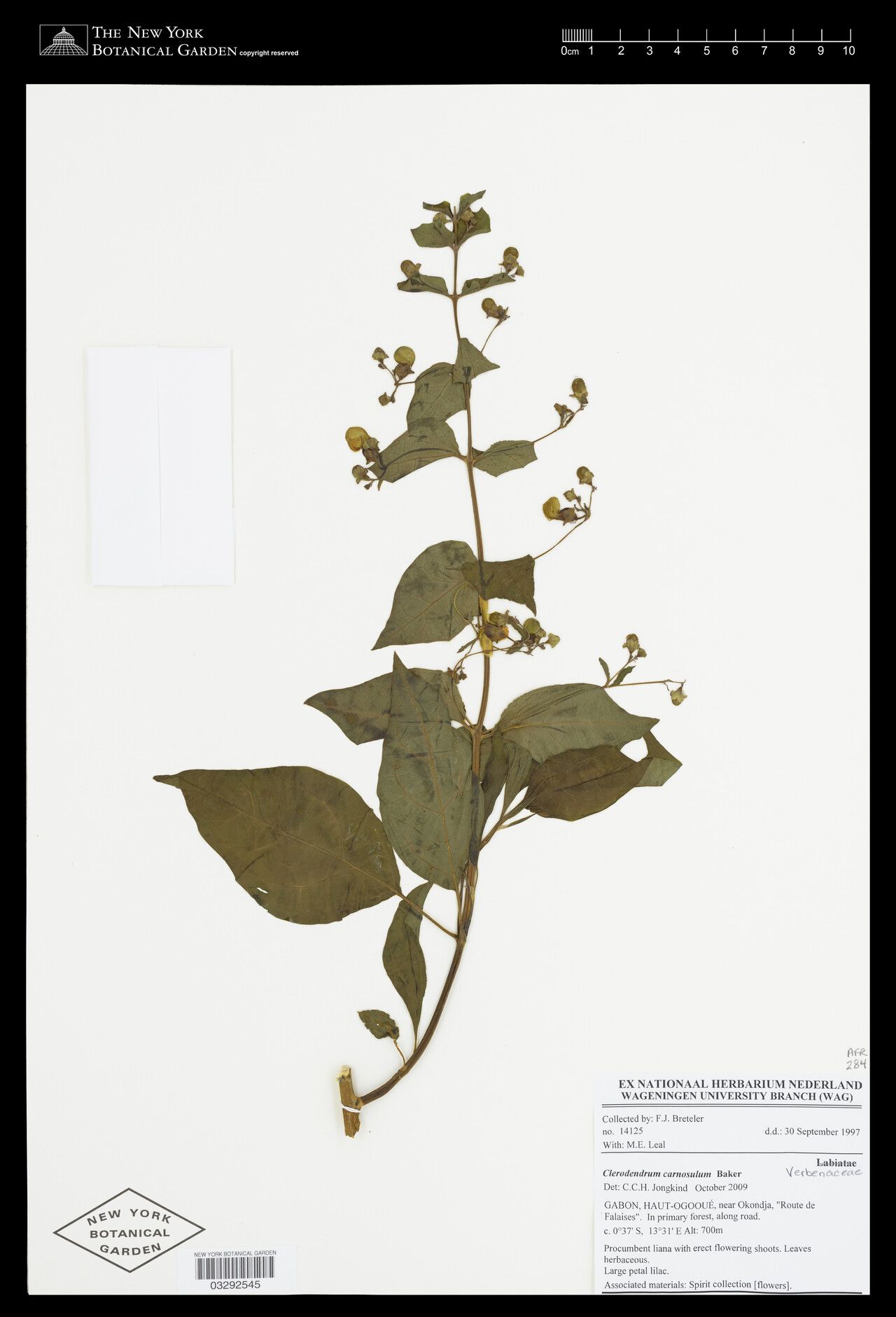 Clerodendrum carnosulum — houseplant care guide