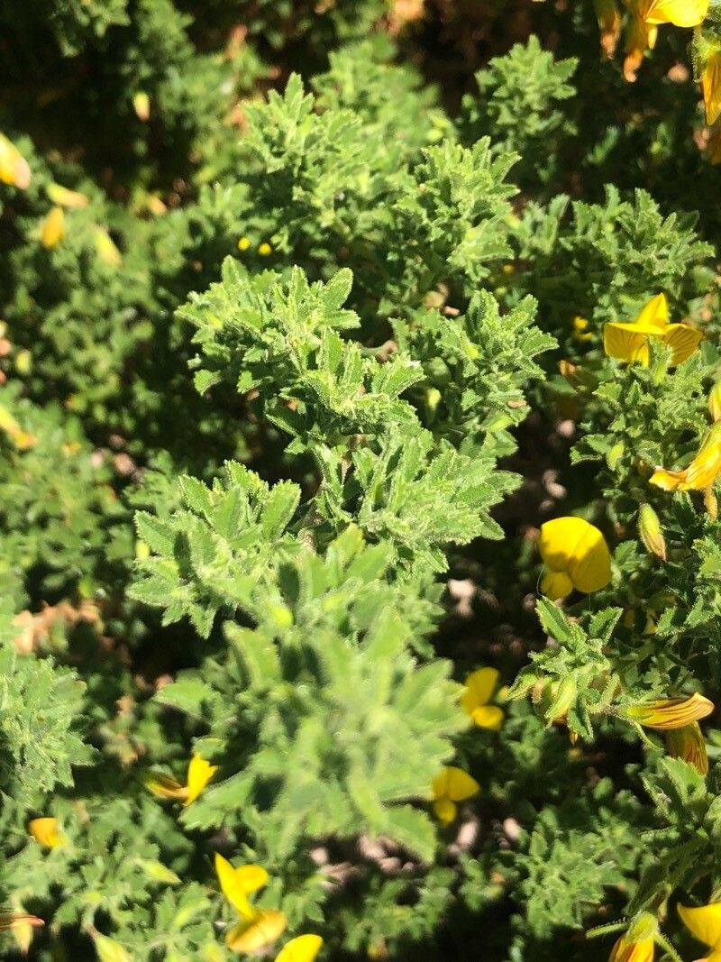 Ononis ramosissima — houseplant care guide