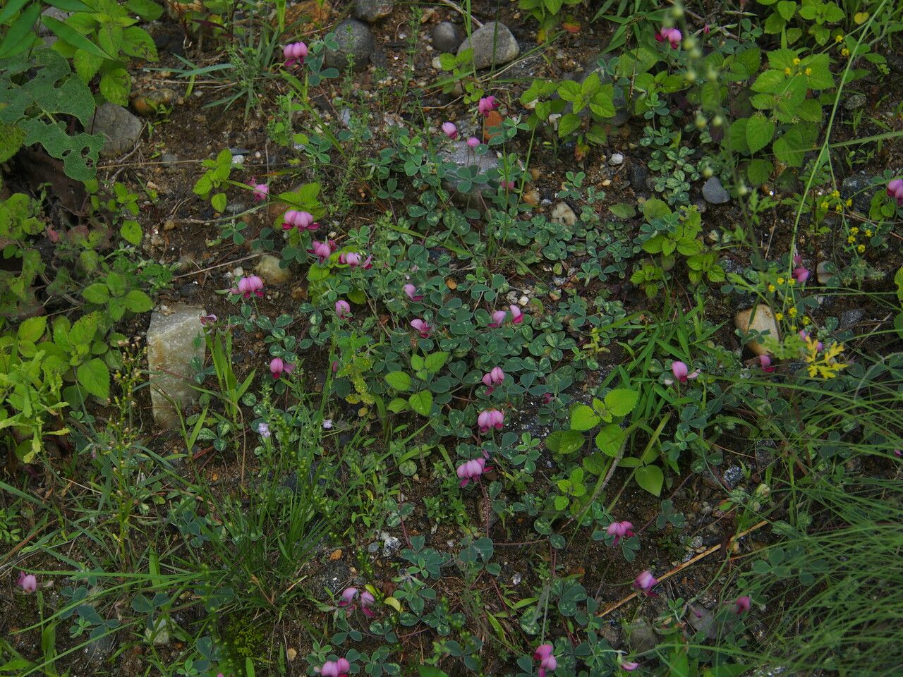 Argyrolobium roseum habit