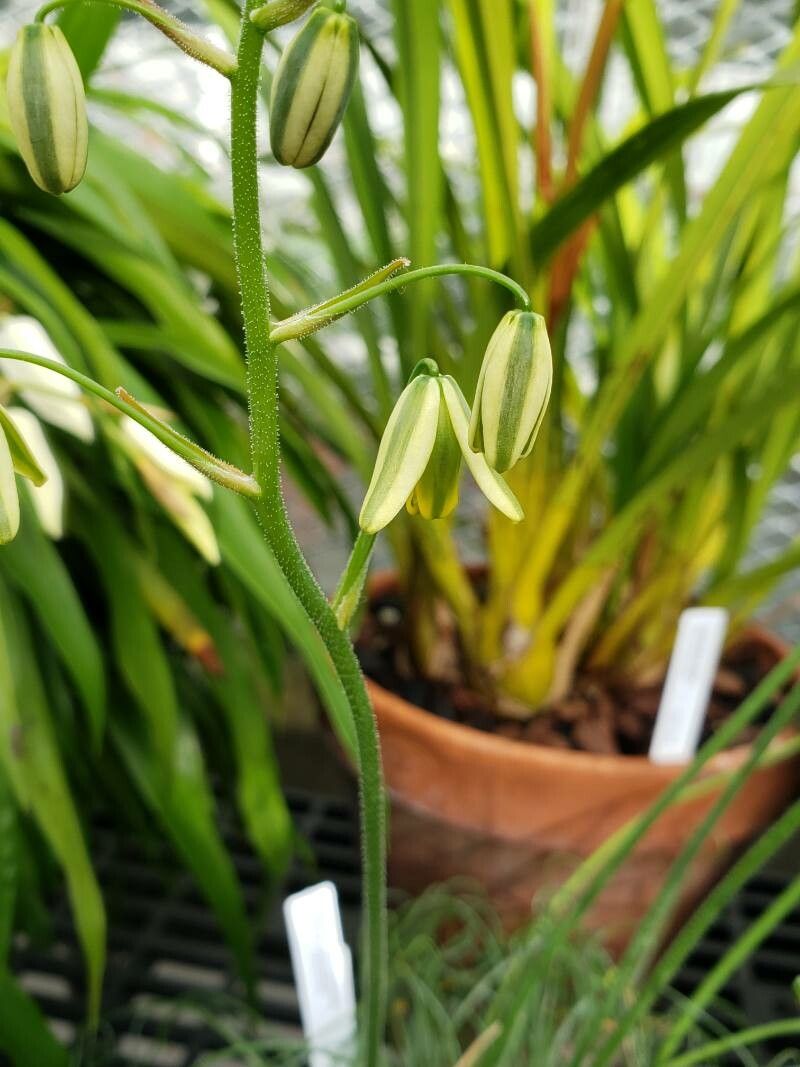 Albuca namaquensis flower
