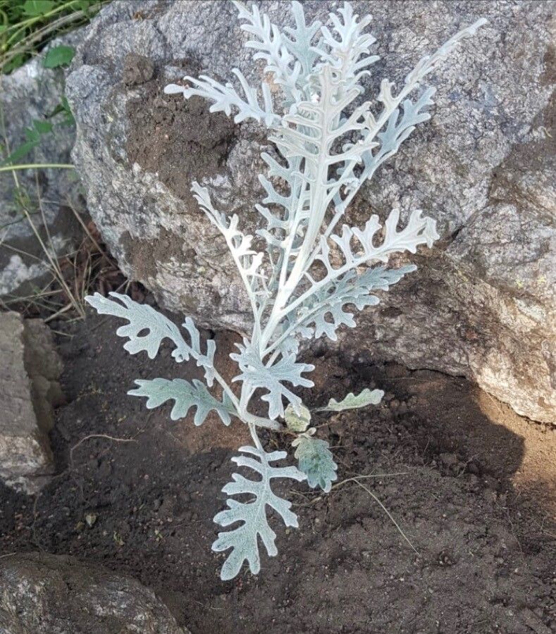 Senecio ruthenensis — houseplant care guide