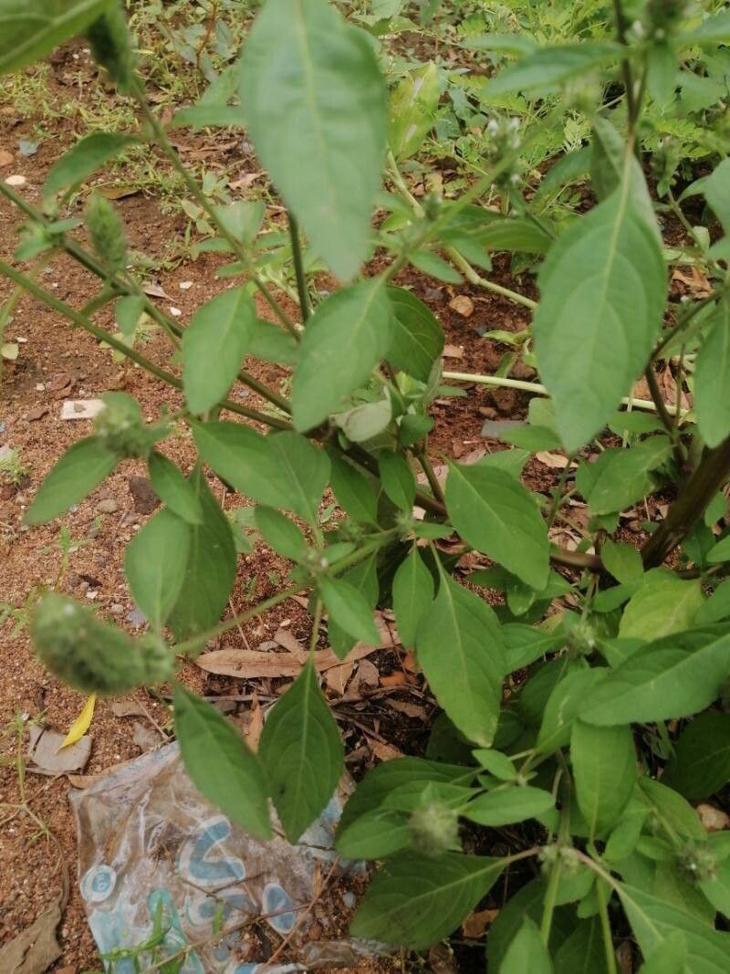 Cantinoa americana — related species from the same genus