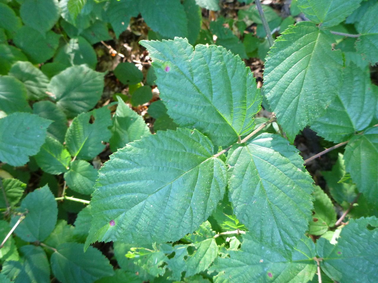 Rubus condensatus leaf