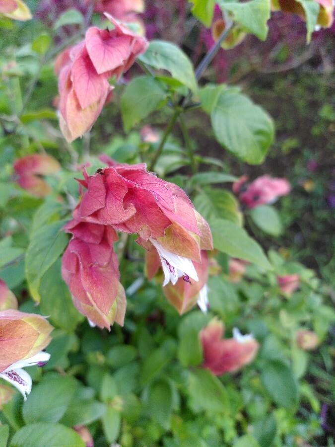 Justicia brandegeeana flower