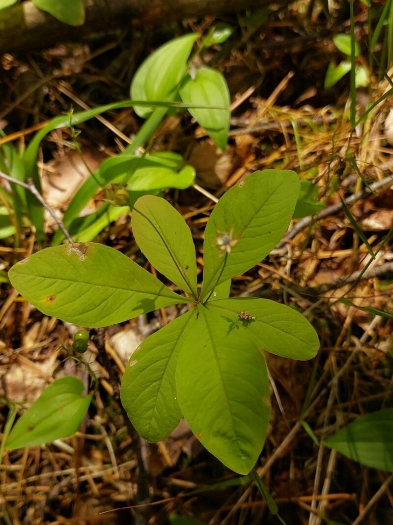 Lysimachia europaea fruit