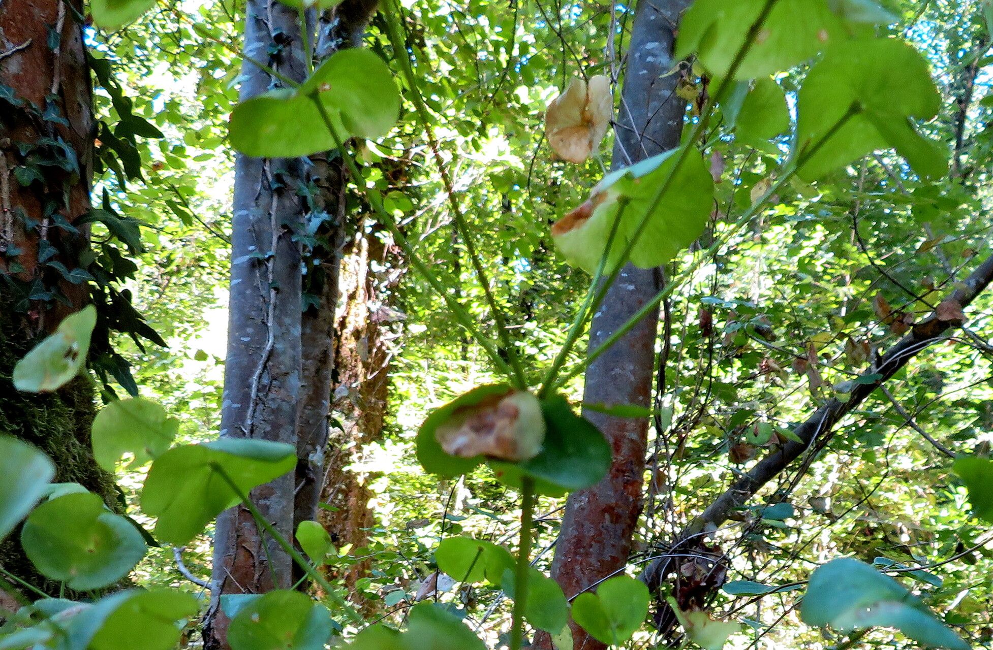 Euphorbia variabilis habit