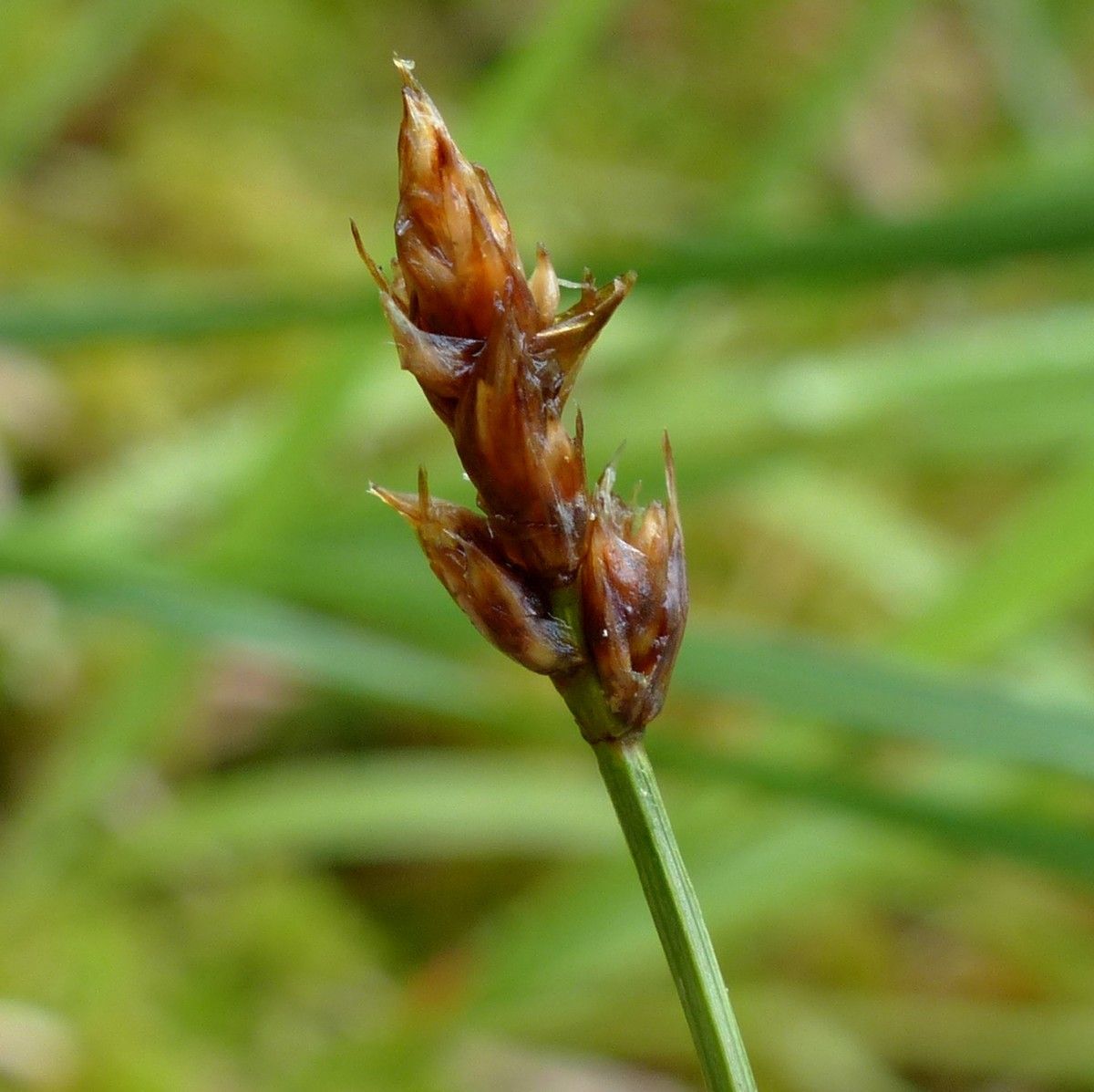 Carex chordorrhiza fruit