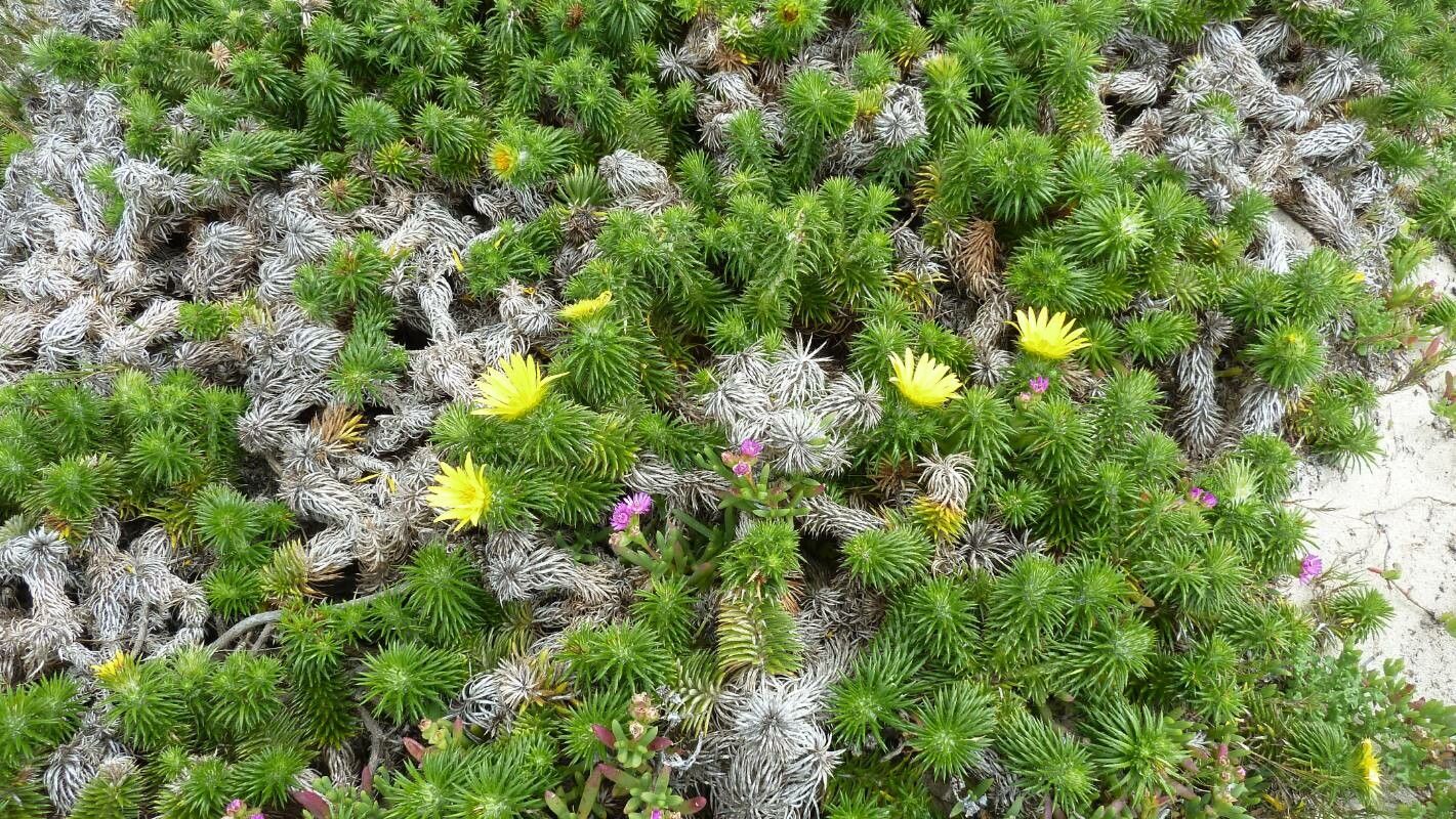 Oedera capensis — related species from the same genus