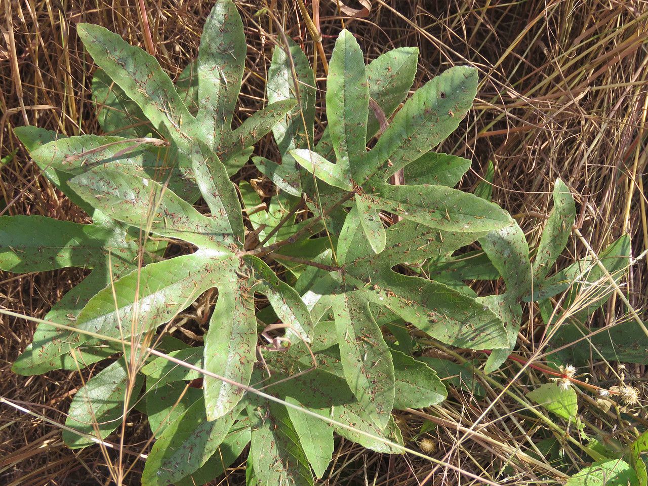 Cochlospermum tinctorium — houseplant care guide