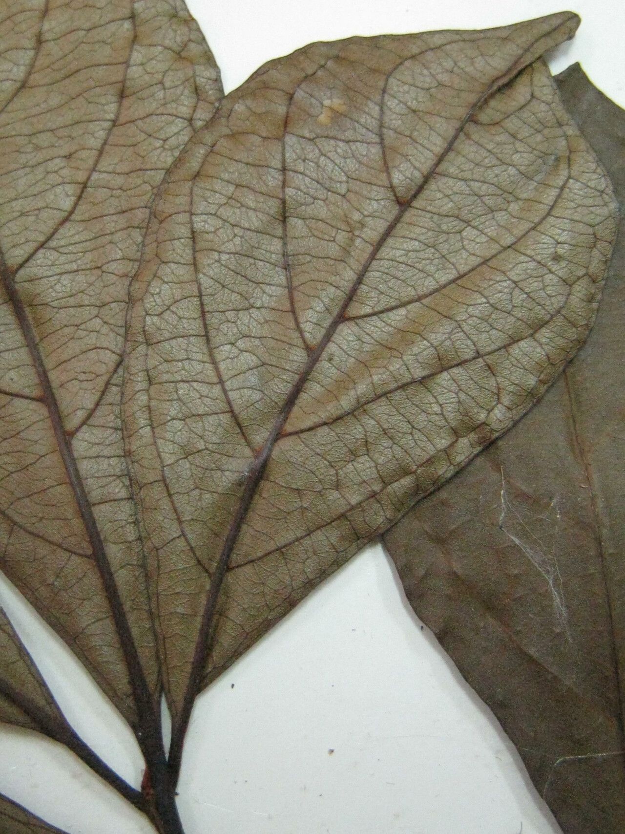 Terminalia amazonia other