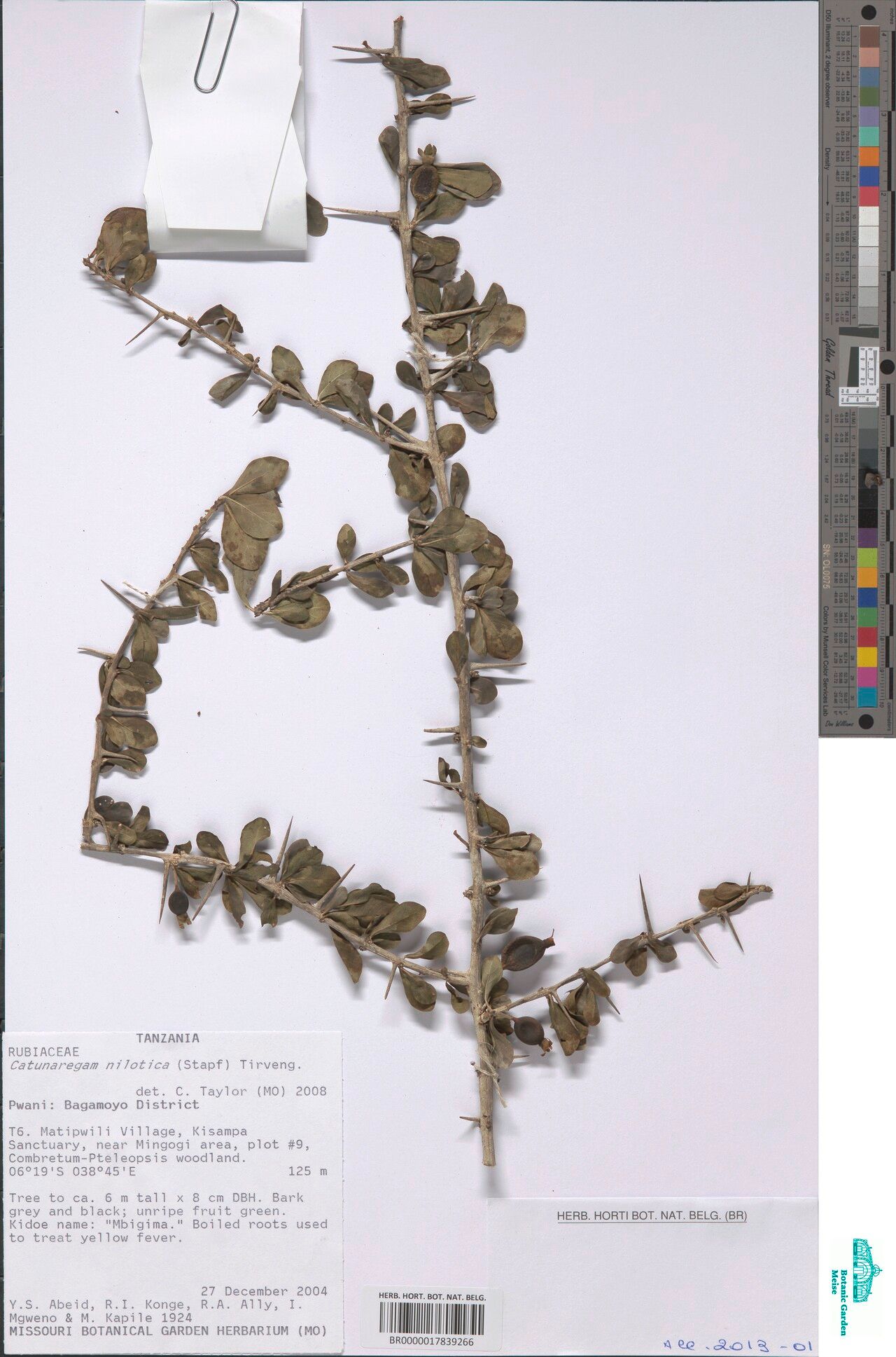 Catunaregam nilotica — related species from the same genus