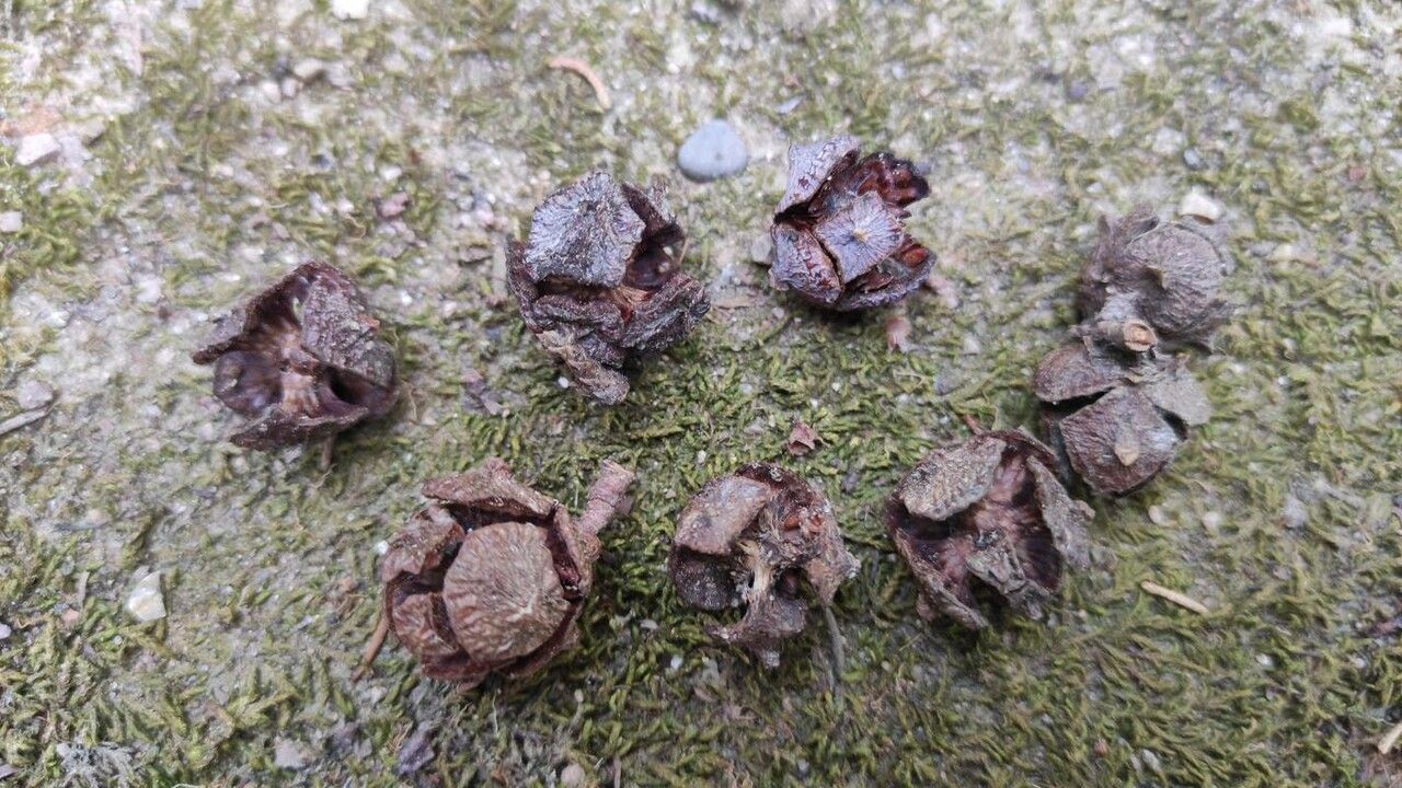 Cupressus torulosa fruit