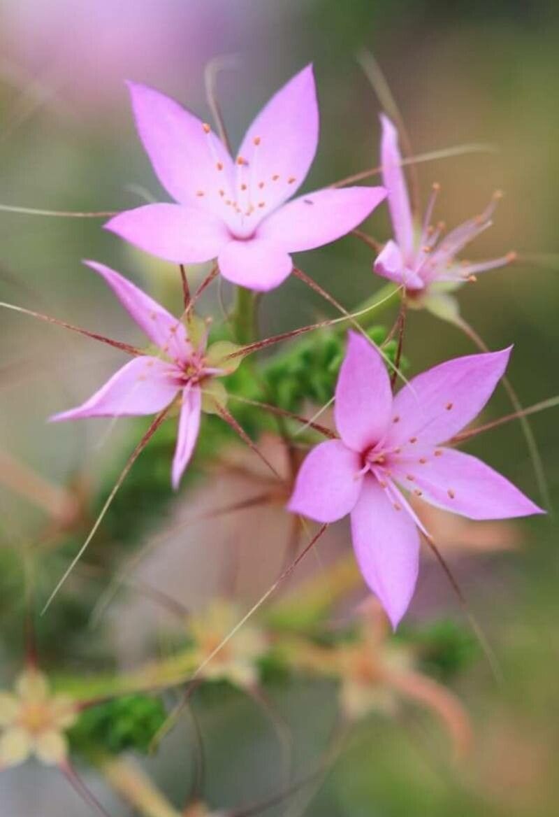 Calytrix duplistipulata — related species from the same genus