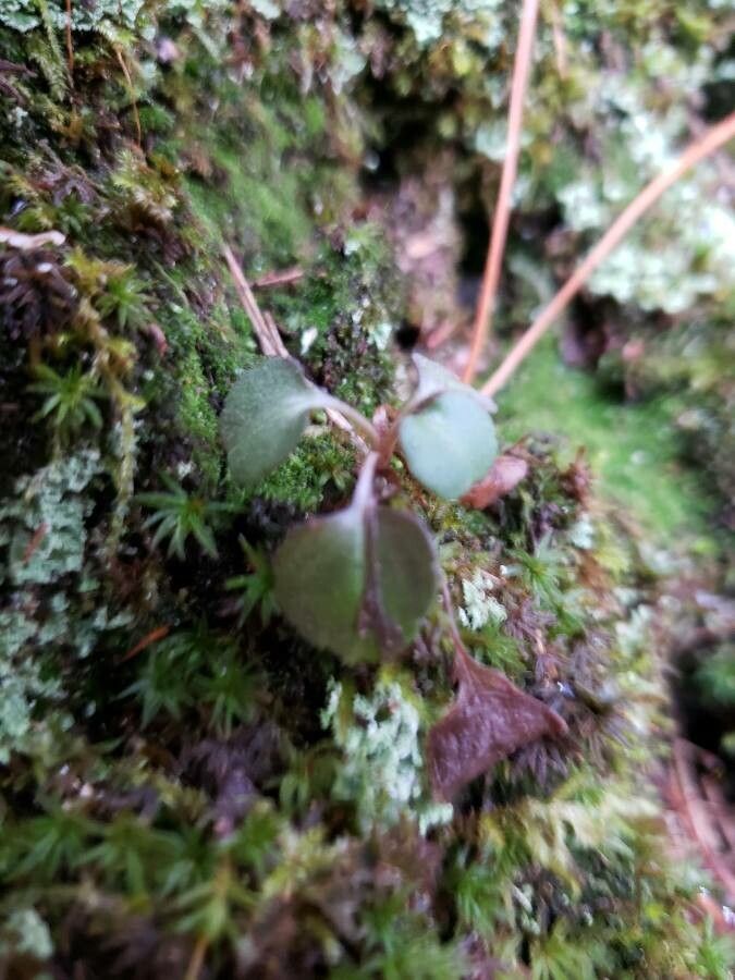 Moneses uniflora — search result for 'Norway'