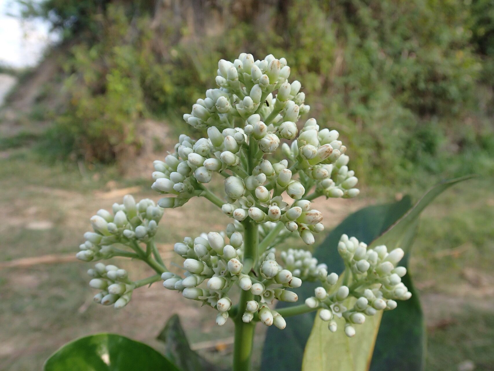 Gaertnera macrobotrys — houseplant care guide