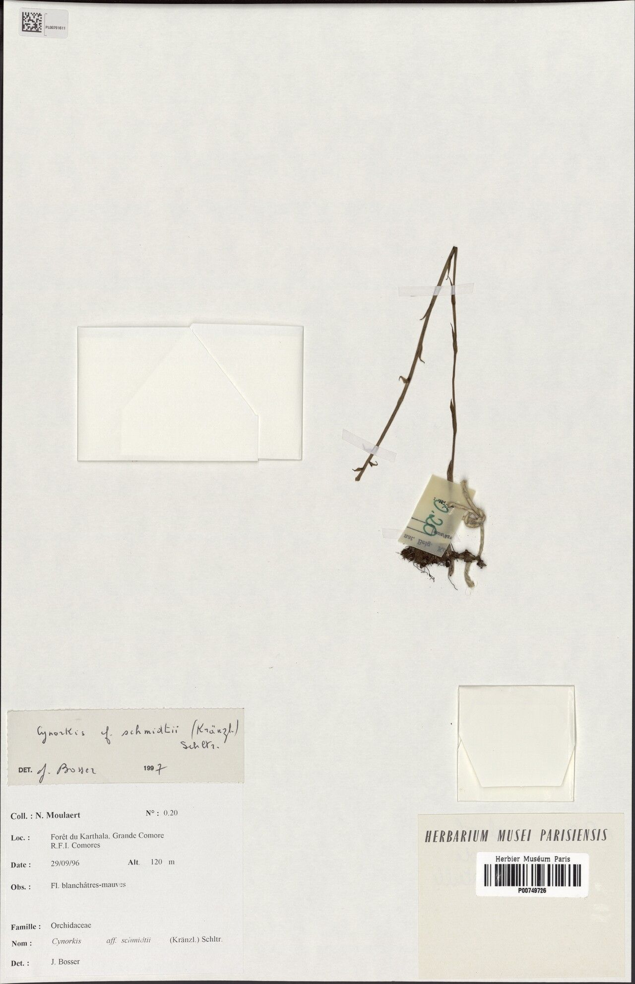 Cynorkis schmidtii — houseplant care guide