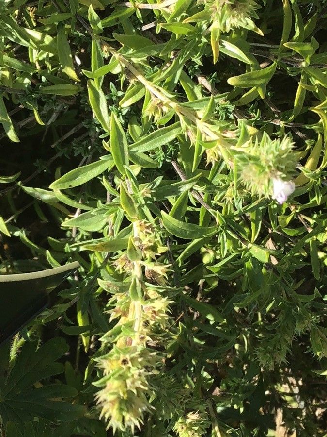 Thymus thracicus — houseplant care guide