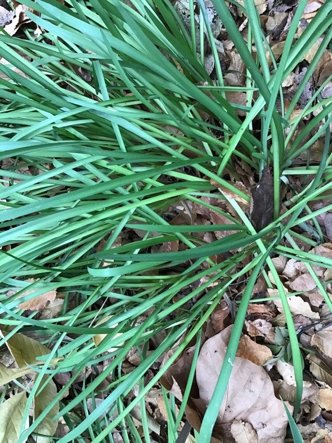 Allium baeticum — search result for 'Allium'