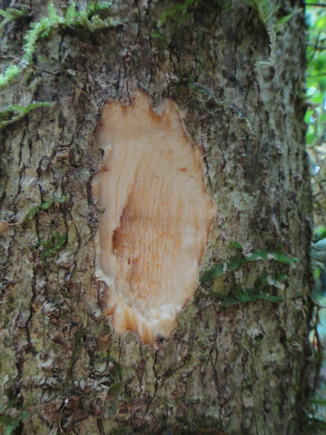 Schefflera candelabrum — search result for 'Schefflera'