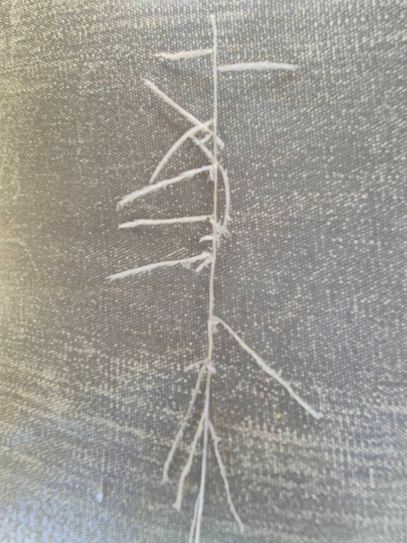 Dinebra polycarpha — related species from the same genus