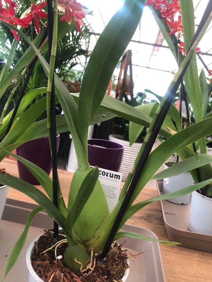 Oncidium crocidipterum — search result for 'Oncidium'