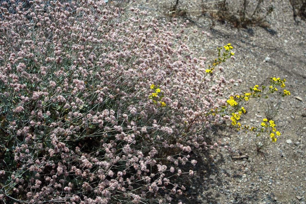 Eriogonum cinereum habit