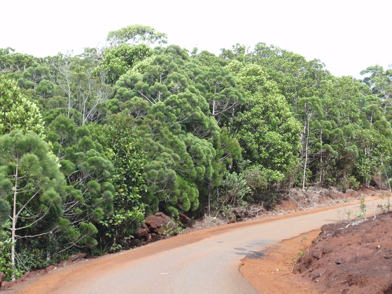 Gymnostoma chamaecyparis habit