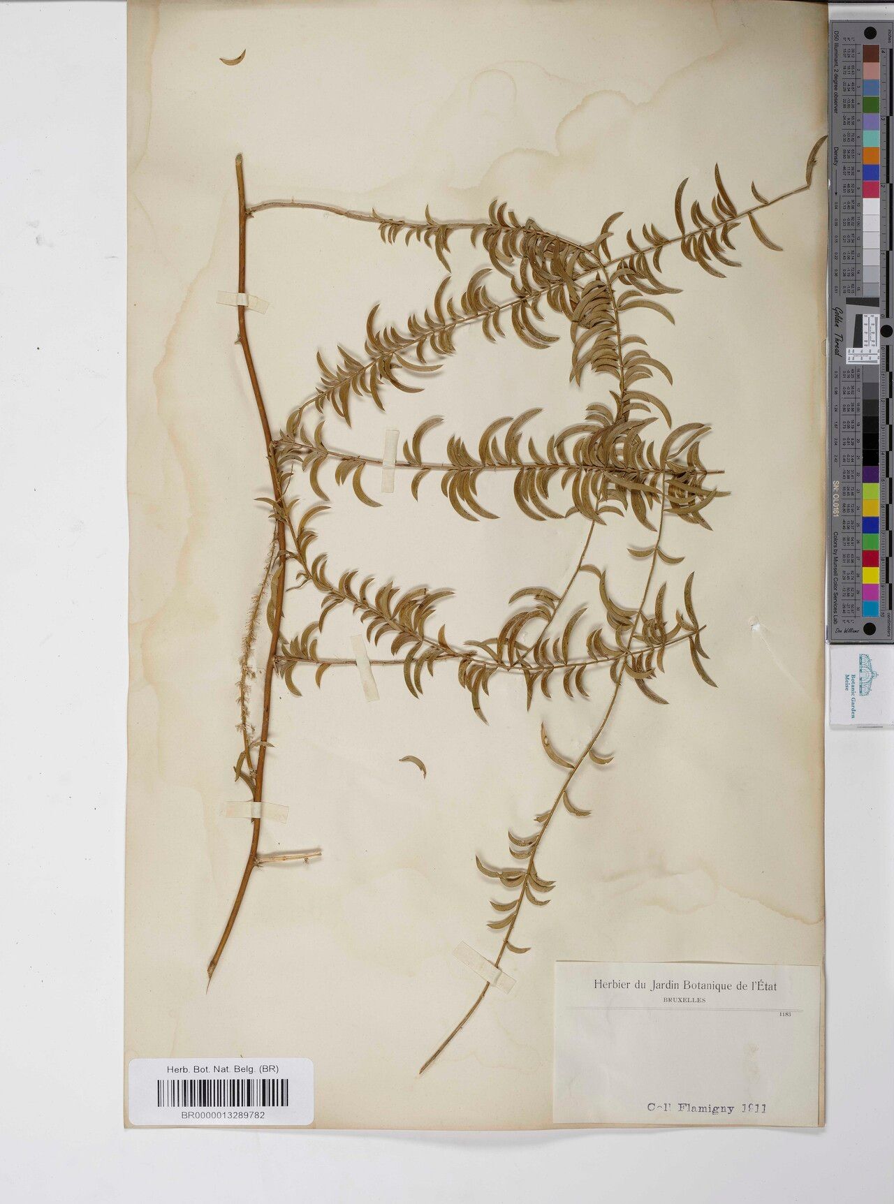 Asparagus duchesnei — houseplant care guide